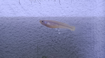 aquarium 224 04 Alevins Fundulopanchax scheeli