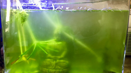 aquarium Pico 6L
