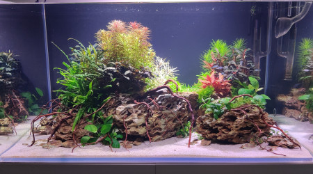 Taille et ajout de petites racines