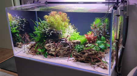 Taille et ajout de petites racines