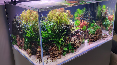 Taille et ajout de petites racines