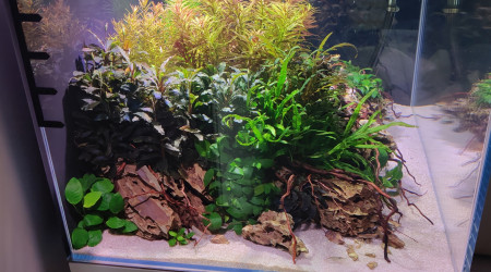 Taille et ajout de petites racines