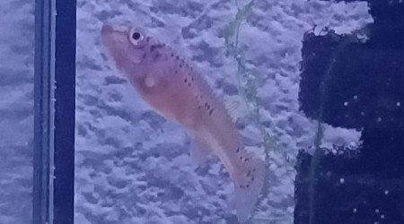 Fundulopanchax scheeli ♀️