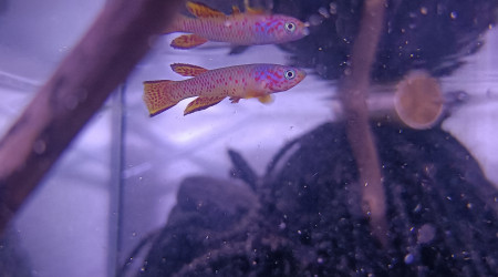 Mâle ♂️ Aphyosemion schioetzi Ngombe Z 91-01