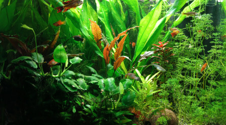 aquarium Premier bac