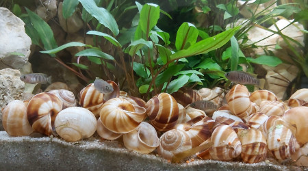 Cichlidés tanganyika planté