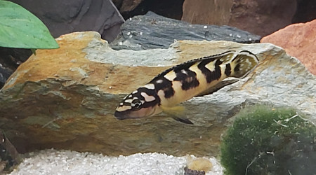 Cichlidés tanganyika planté