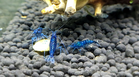 aquarium Mes Blue velvet