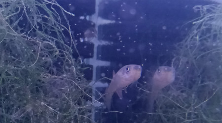 Femelle ♀️Aphyosemion schioetzi Ngombe Z 91-01