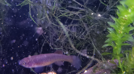 Femelle Fundulopanchax gardneri Nsukka