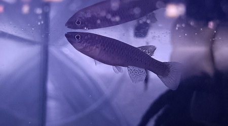 Femelle ♀️ Fundulopanchax gardneri Nsukka