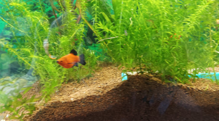 parlons un petit peu poisson