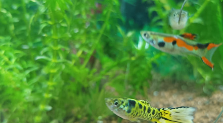 andlers tigré jaune queue en forme de flamme