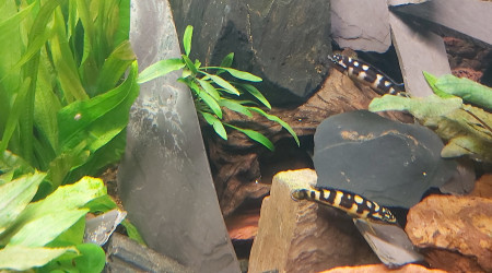 Cichlidés tanganyika planté