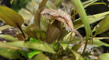 Hymenochirus boettgeri