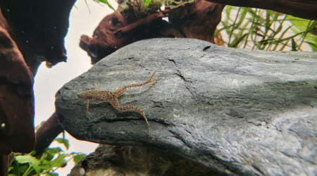 Hymenochirus boettgeri