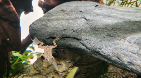 Hymenochirus boettgeri