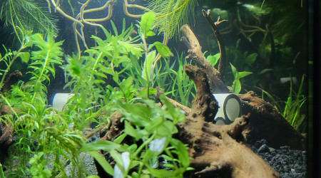 aquarium LowTech