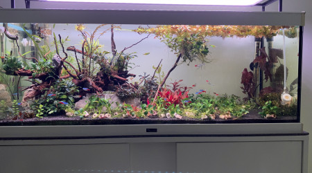 aquarium 160 litres