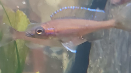 Cichlidés tanganyika planté