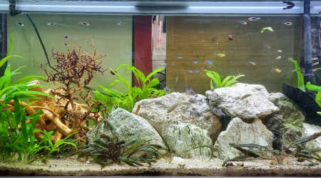 aquarium Alpha 240L