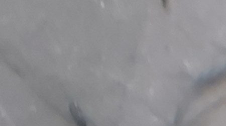 Cichlidés tanganyika planté