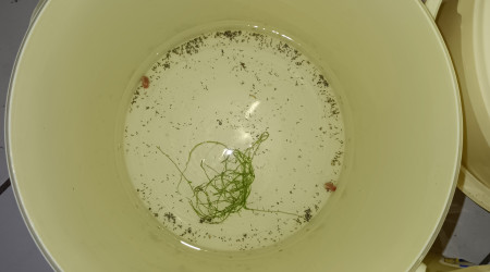 Seau 006 Fundulopanchax nigerianus innidere