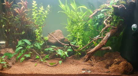 aquarium Presque Amazonien