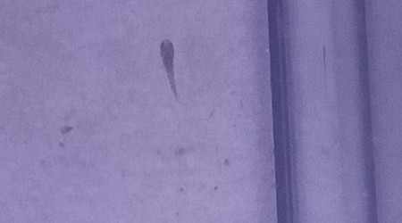 Alvin Aphyosemion celiae celiae Teke CXC 21