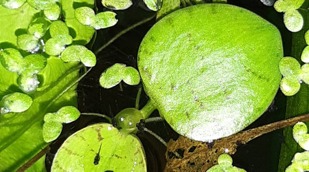 Alevins colisa chuna