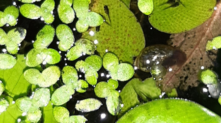 Bébés colisa chuna