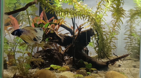 aquarium Aquarium betta