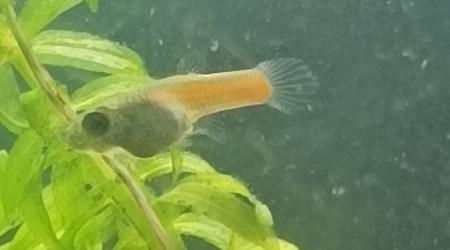 normal ou bizarreries de la nature ?