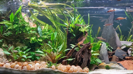 aquarium Cichlidés tanganyika planté