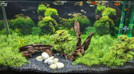 aquarium 60 L