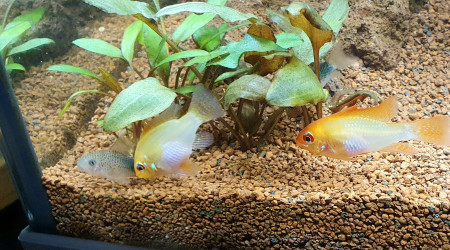 Le couple de ramirezi gold <3