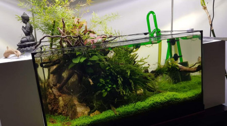 aquarium 60l Emergé