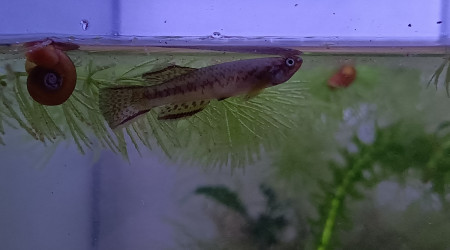 Mâle ♂️ Scriptaphyosemion geryi Dindefello OMSEN 21