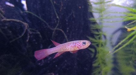 Mâle ♂️ Aphyosemion schioetzi Ngombe Z 91-01