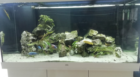 aquarium Juwel 350l Malawi