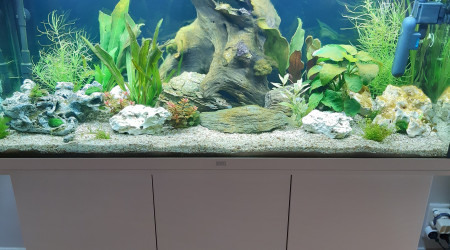 aquarium Juwel rio 240