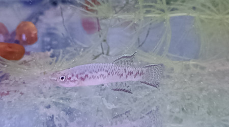 Killi Mâles ♂️ Scriptaphyosemion geryi Dindefello OMSEN 21