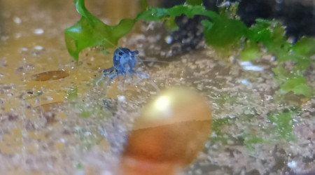 neocaridina davidi var. blue dream