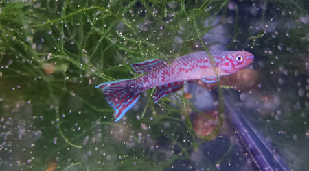 Killi Mâles ♂️ Scriptaphyosemion geryi Dindefello OMSEN 21