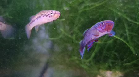 aquarium 441 Quarantaine Scriptaphyosemion geryi Dindéfello OMSEN-21