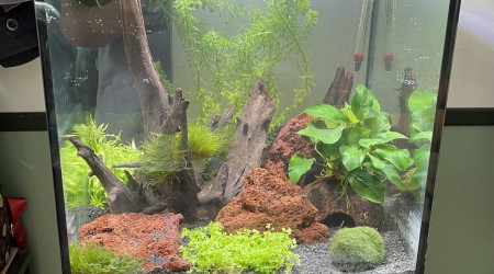 aquarium 30 L Crevette