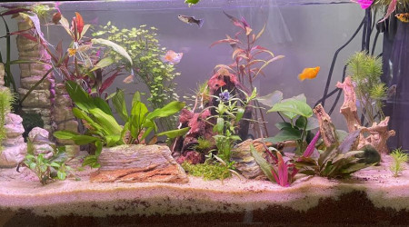 aquarium 80 L Communautaire