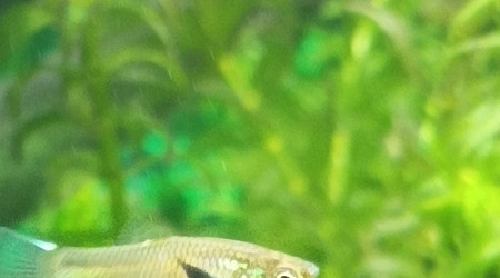 petit guppy andler deviendra grand