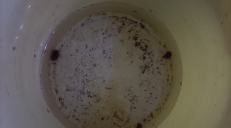 Seau avec 3 escargots