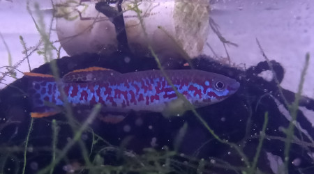 Killis Mâle ♂️ Fundulopanchax nigerianus Misajé ADL 13-15